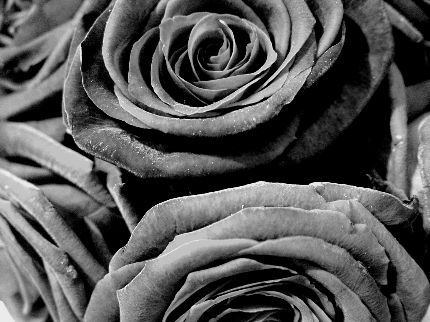 Just roses III