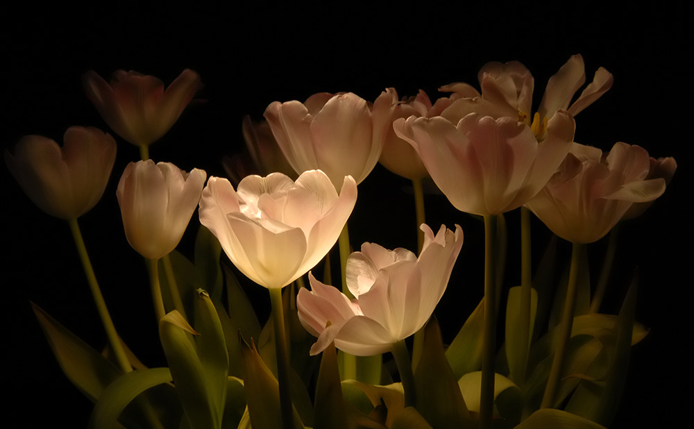 Just some tulips