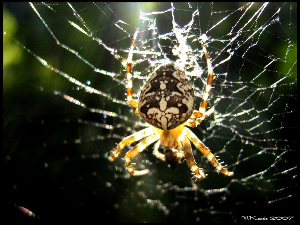 Just spider on the web