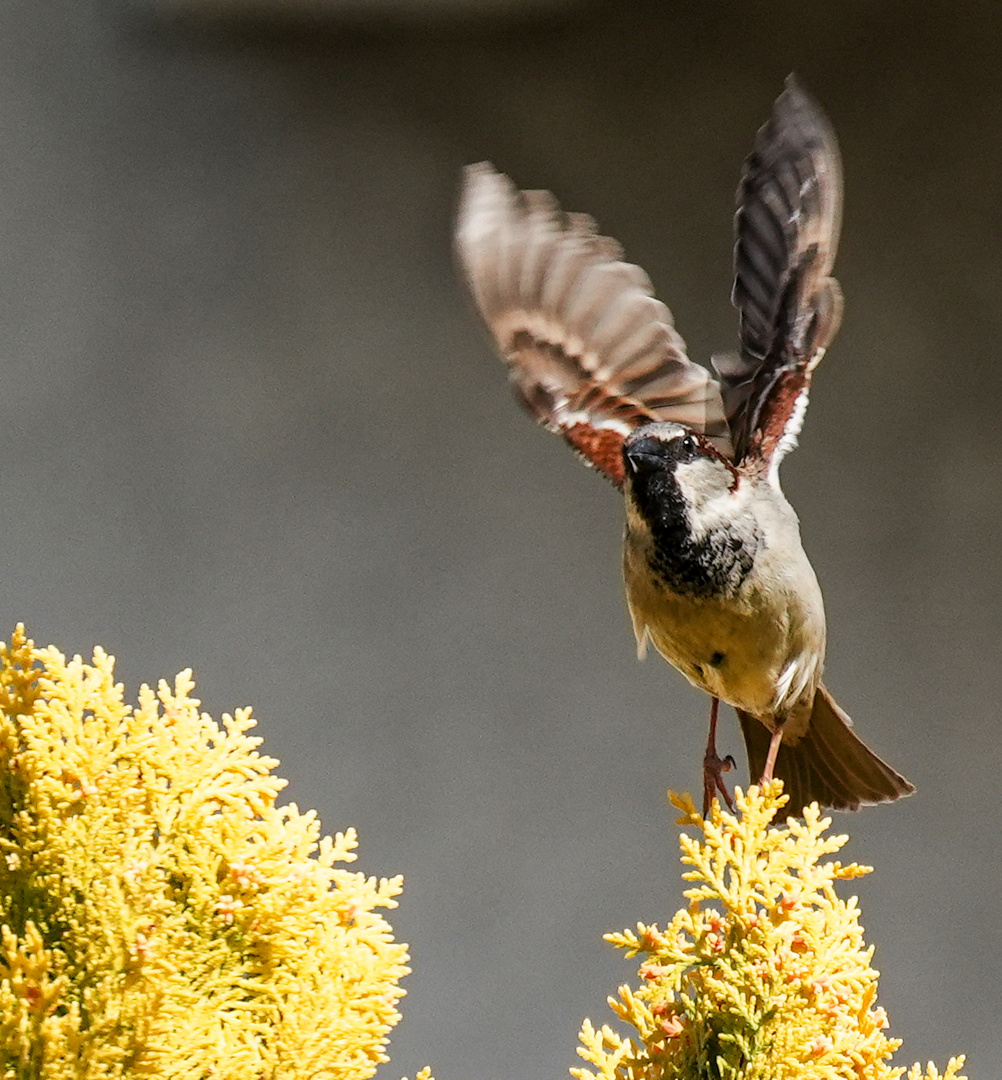 Just spread your wings and fly 