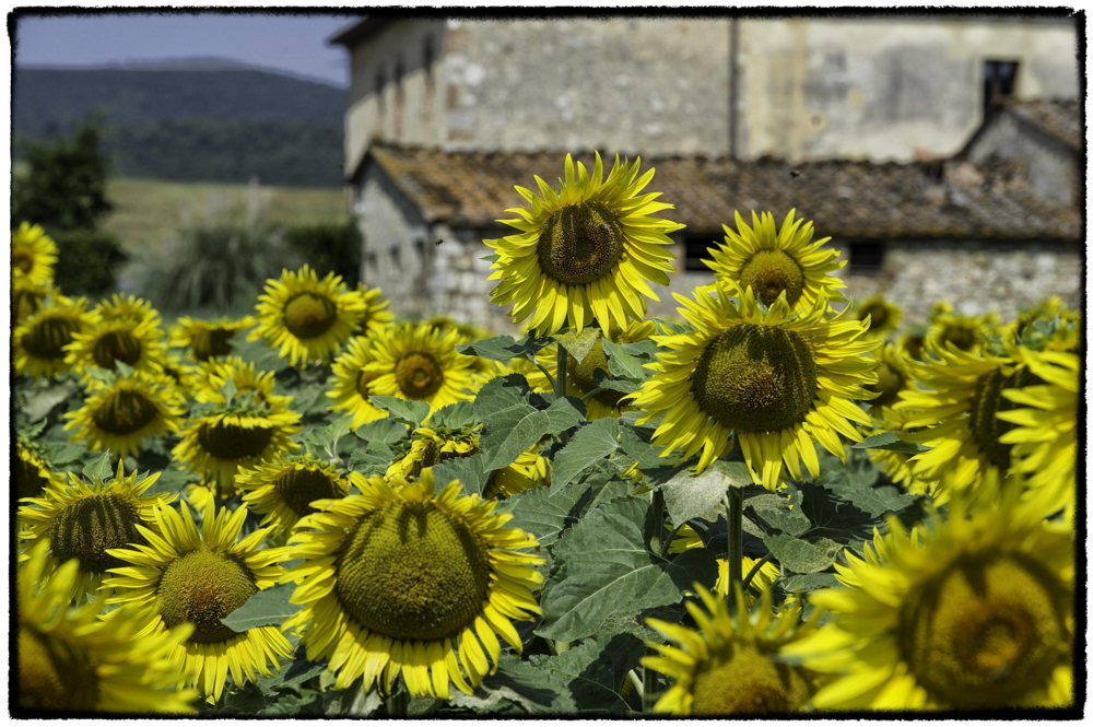 Just Sunflowers