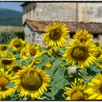 Just Sunflowers