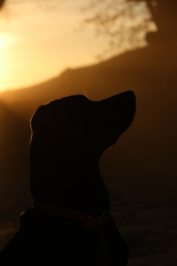 Just sunrise and a dog