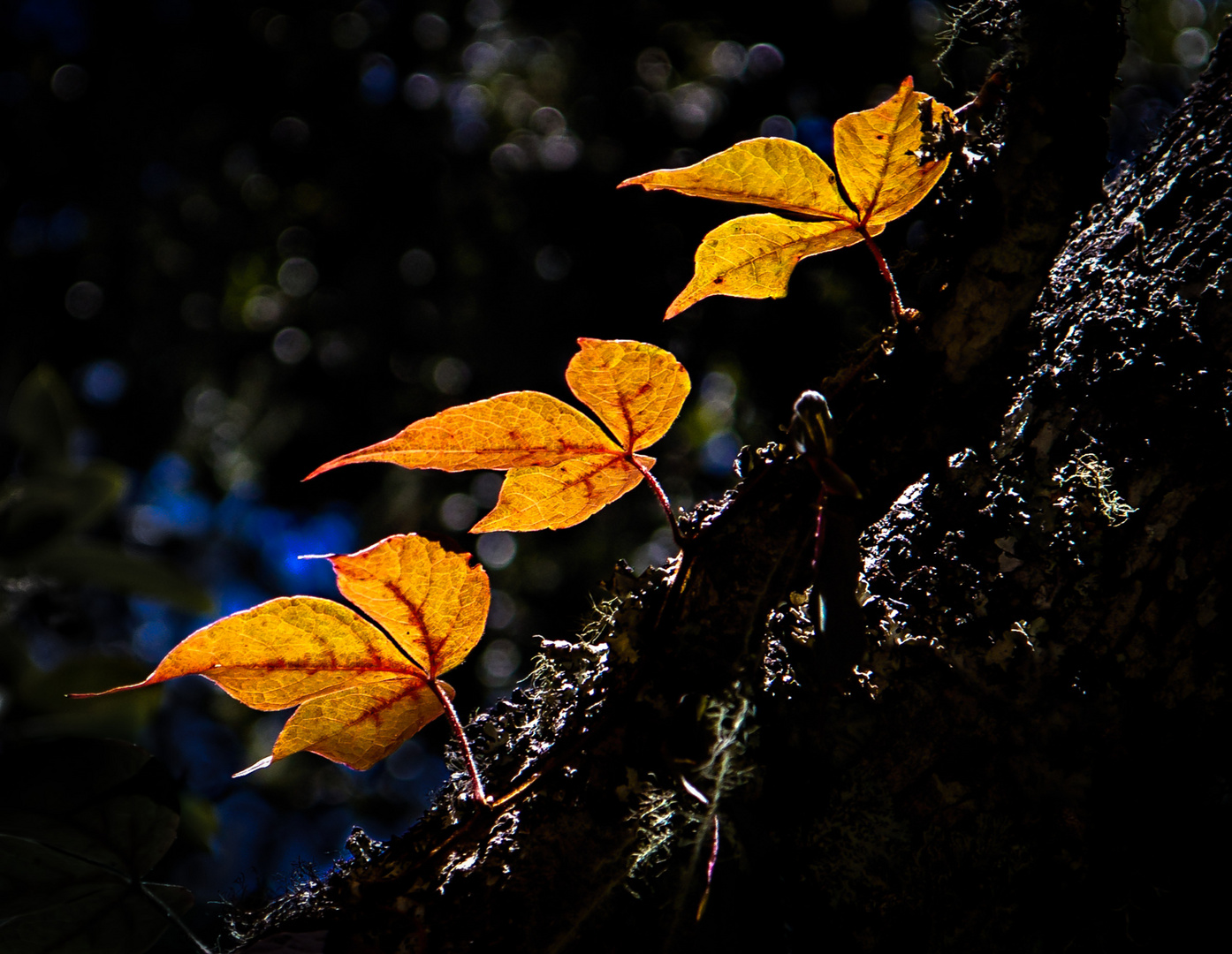 Just the leaves