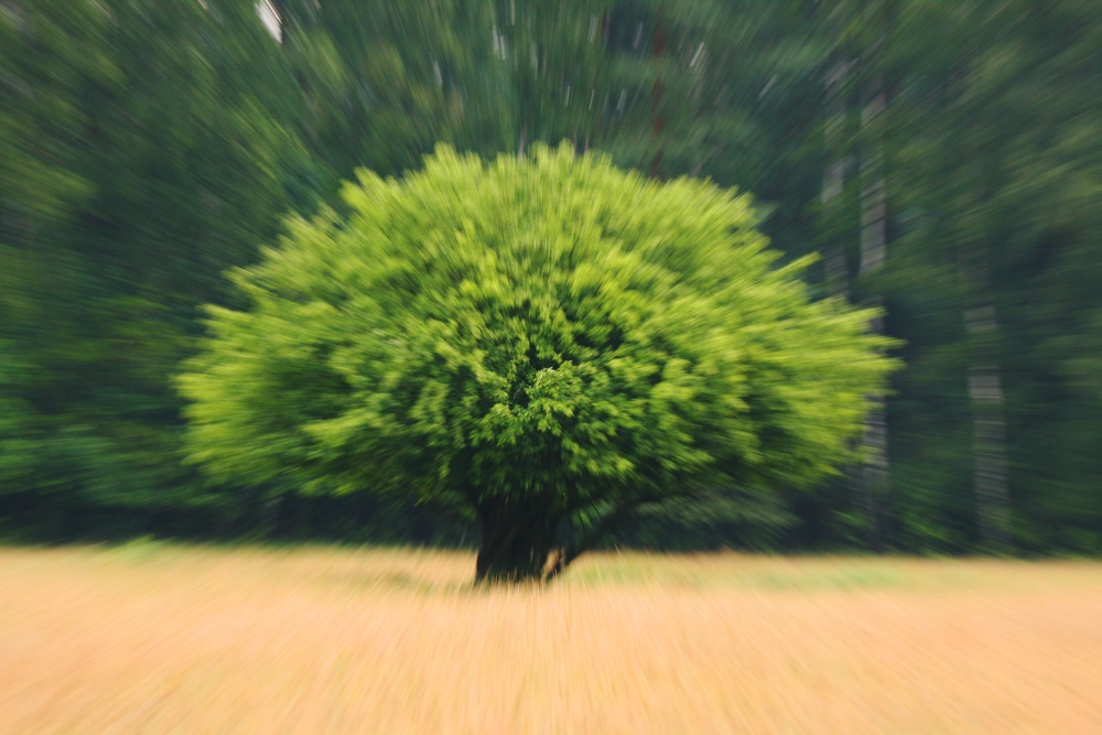 just tree