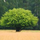 just tree
