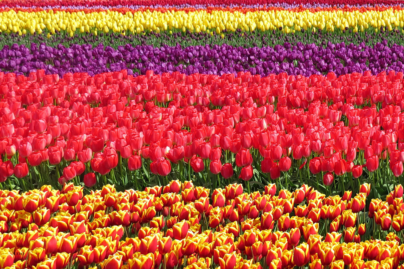 Just Tulips