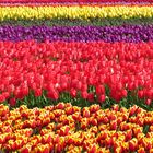 Just Tulips