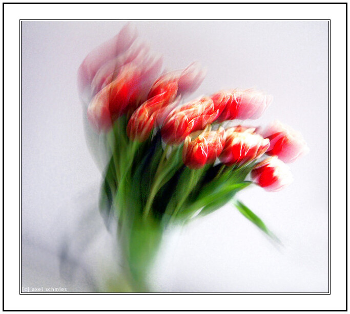 just tulips (dynamic version)