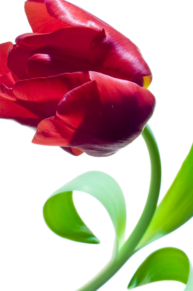 just tulpe