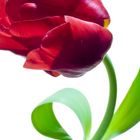 just tulpe