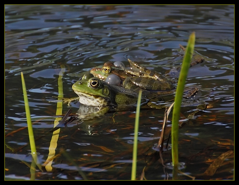 ... just two frogs ...