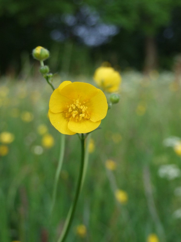 Just yellow flower