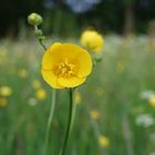 Just yellow flower