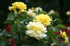 JUST YELLOW ROSES