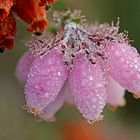 juste après la pluie !!