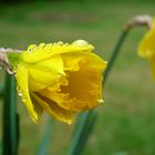 Juste après la pluie dans les jardins de la Cote d'Azur...