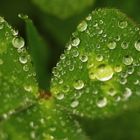 juste après la pluie !