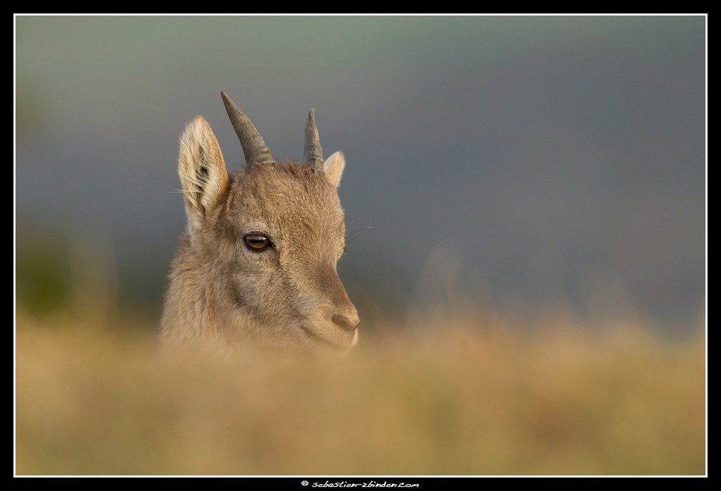 Juste le regard