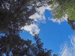 Juste un ciel à travers les arbres…