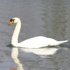 juste un cygne