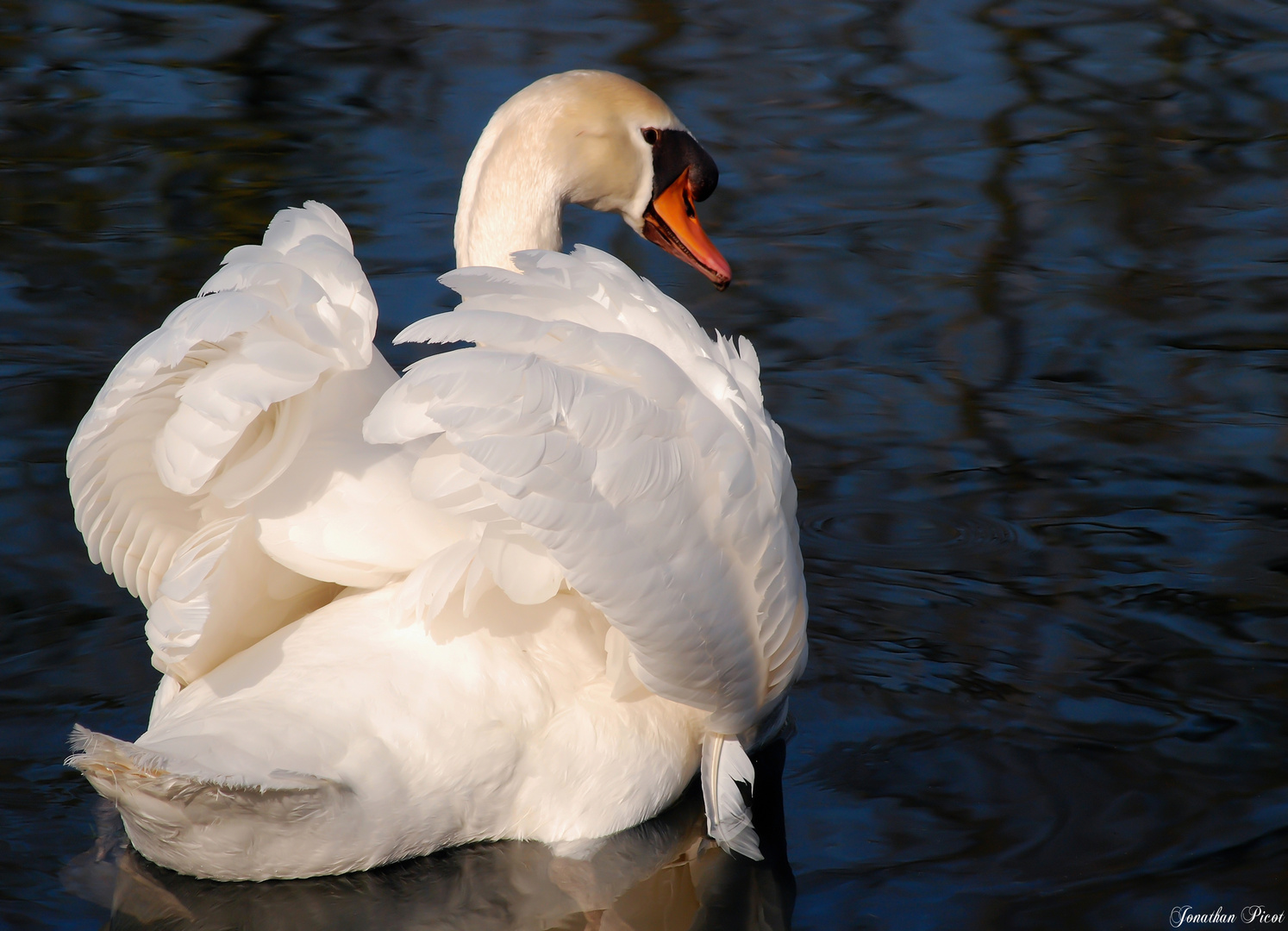 ..Juste un cygne..