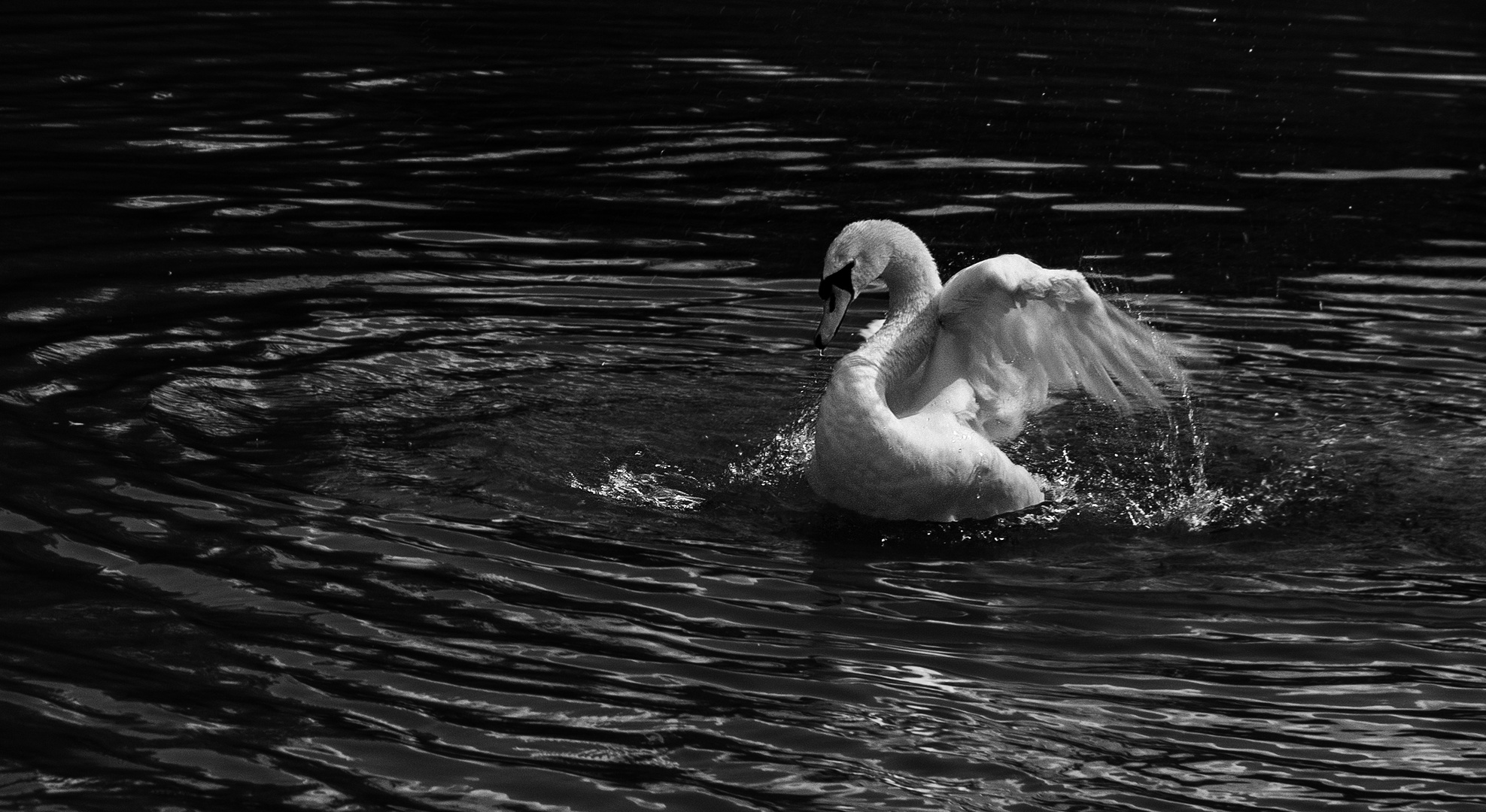 Juste un cygne 