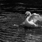 Juste un cygne 