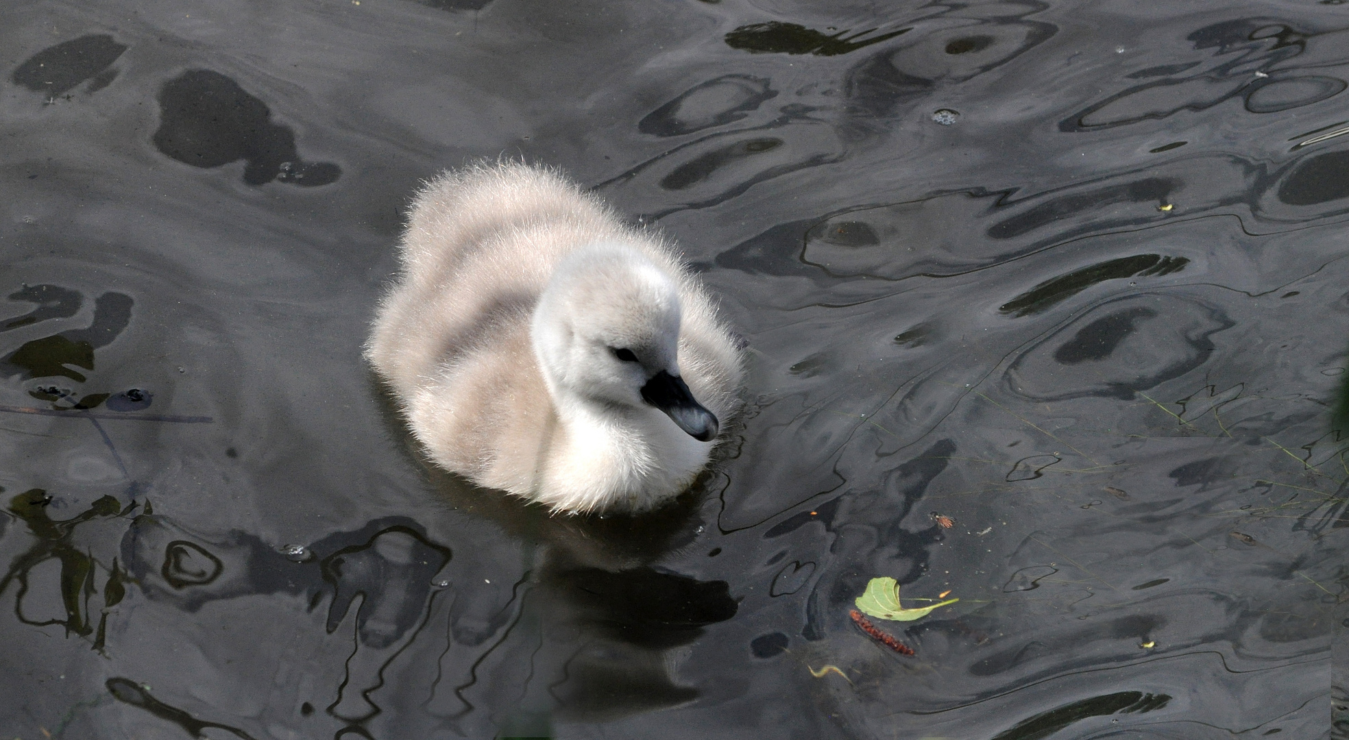 Juste un petit cygne