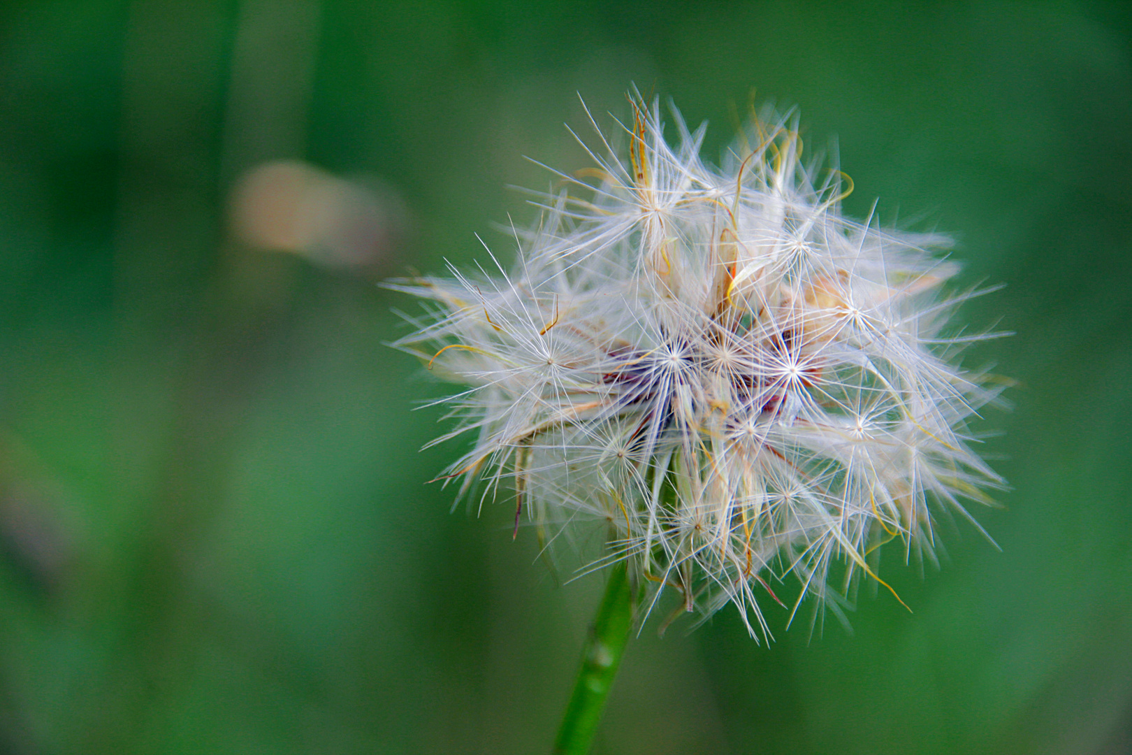 Juste une fleur