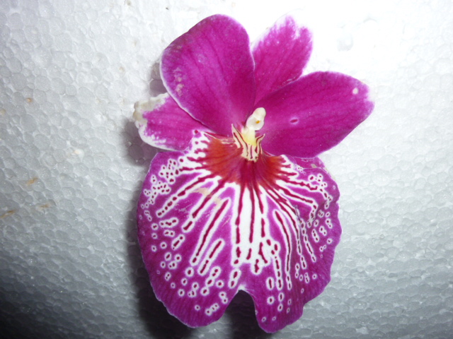 juste une orchidée