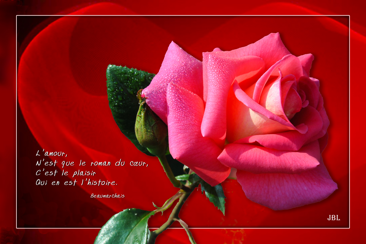 Juste une rose...