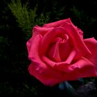Juste une rose…   ---   Nur eine Rose…  