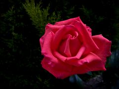 Juste une rose…   ---   Nur eine Rose…  