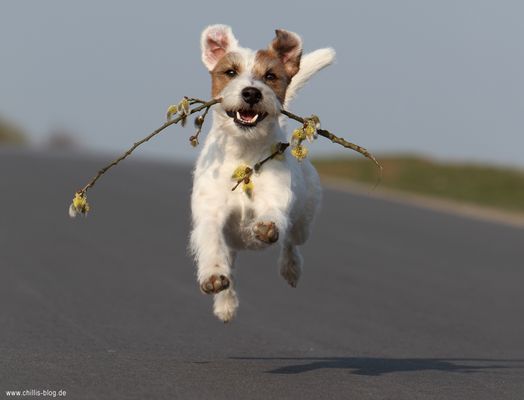 Juuhuu, es wird Frühling!