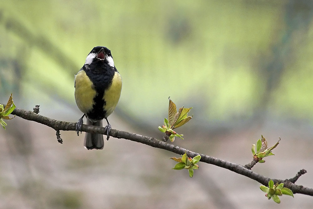 Juuhuuubilééé.....der Frühling ist da!