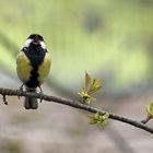 Juuhuuubilééé.....der Frühling ist da!