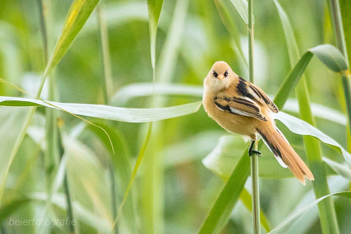 Juv. Bartmeise 