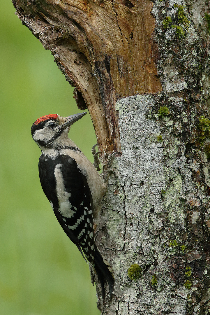 Juv. Buntspecht