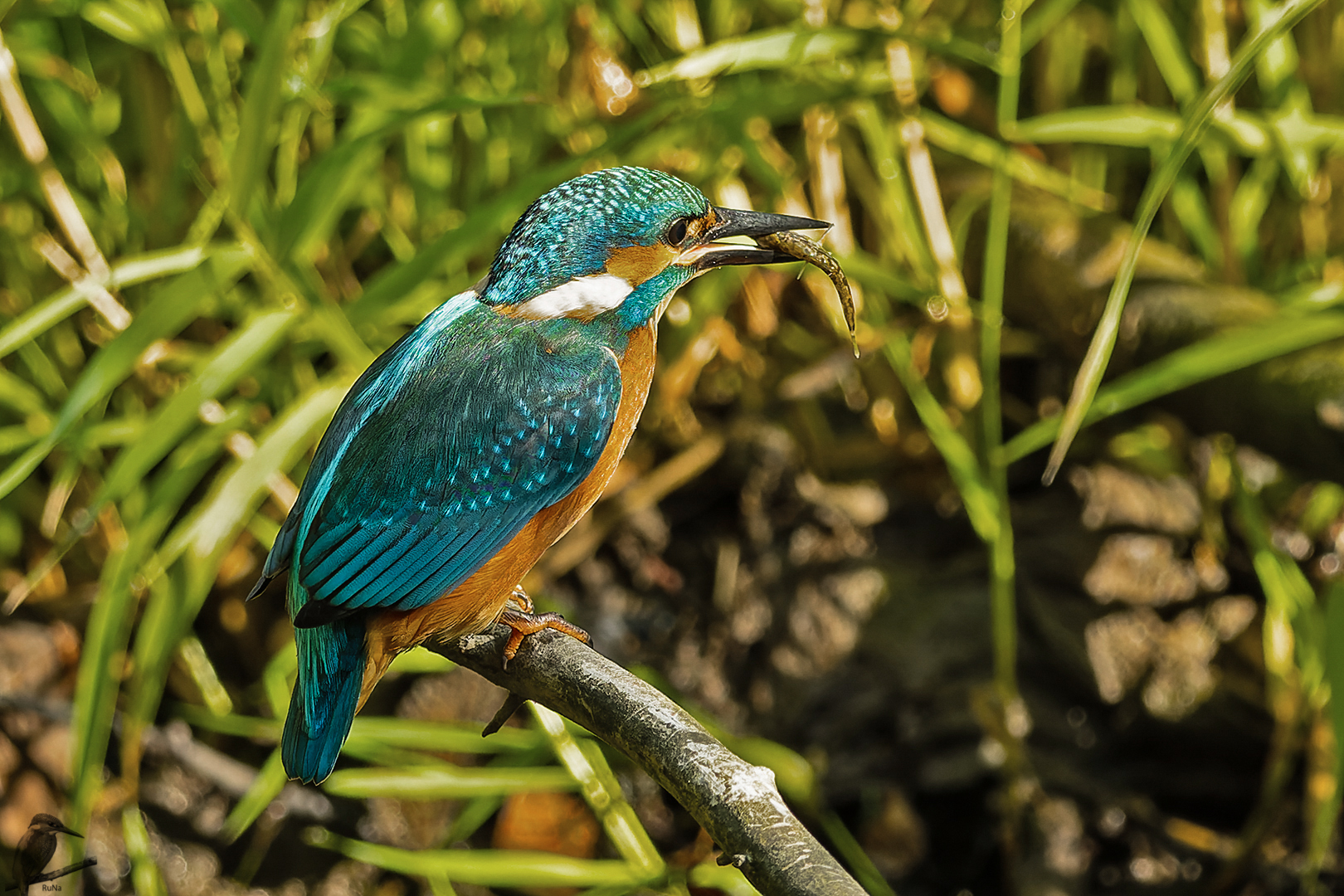 juv. Eisvogel mit Fisch II