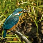 juv. Eisvogel mit Fisch II