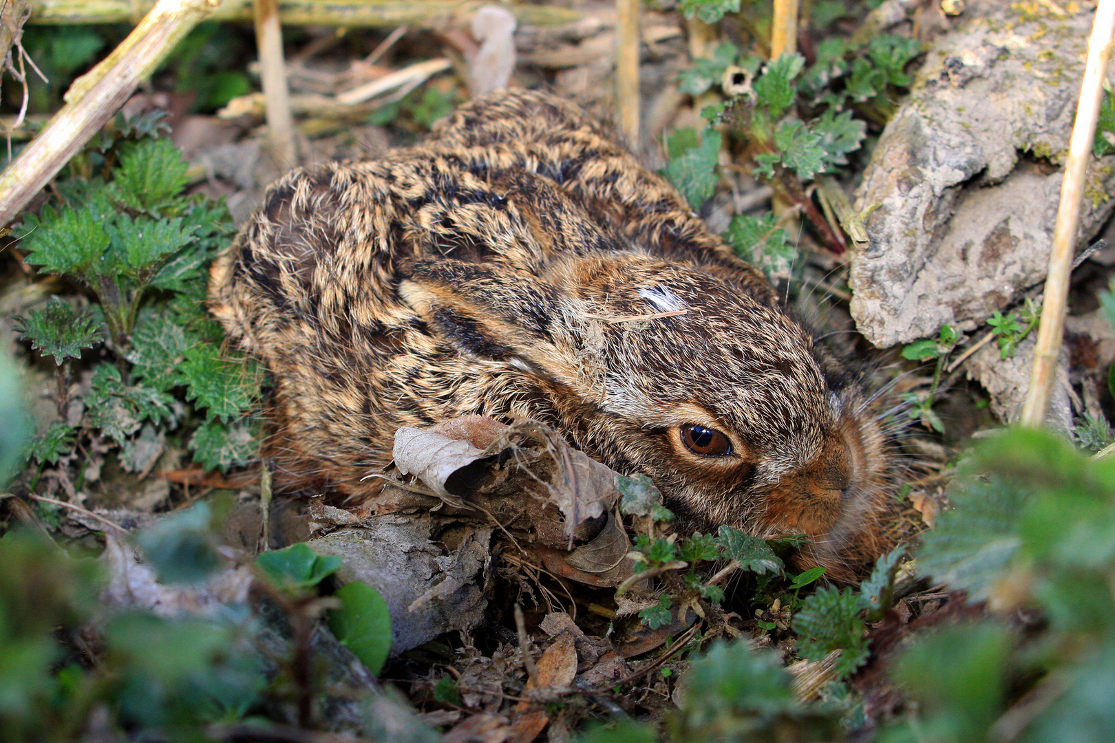  Juv. Feldhase (Lepus europaeus) © Josef Limberger 