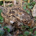  Juv. Feldhase (Lepus europaeus) © Josef Limberger 