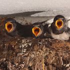 Juv. Rauschschwalben (Hirundo rustica) im Nest Copyright Josef Limberger