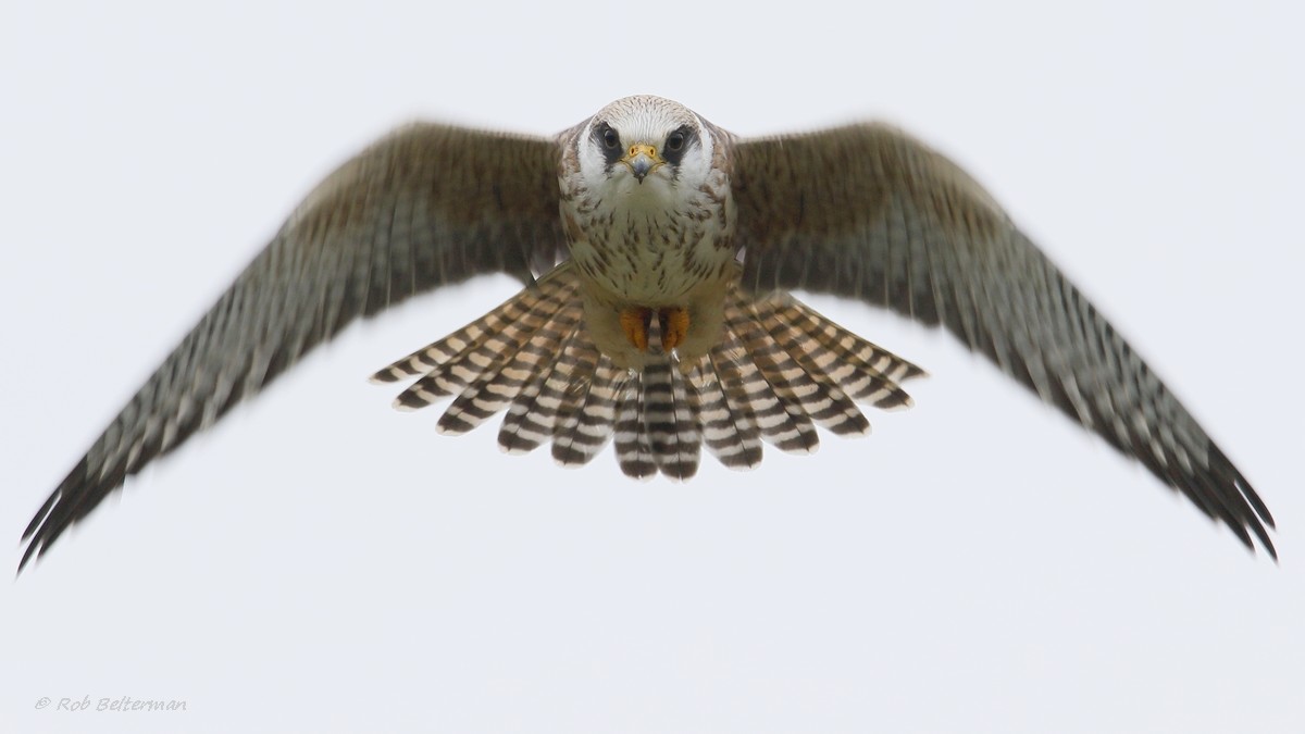 Juv. Rotfußfalke (Falco vespertinus)