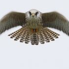 Juv. Rotfußfalke (Falco vespertinus)