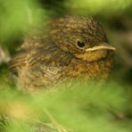 juv. Rotkehlchen (Erithacus rubecula)