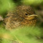 juv. Rotkehlchen (Erithacus rubecula)