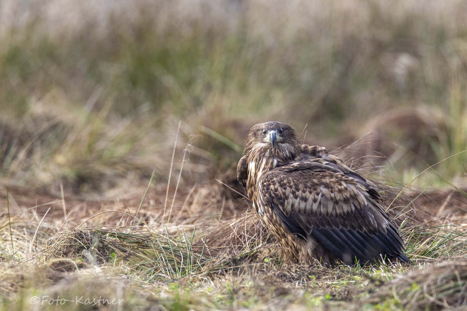 juv. Seeadler (Haliaeetus albicilla)