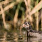 juv. Teichhuhn - Teichralle (Gallinula chloropus)